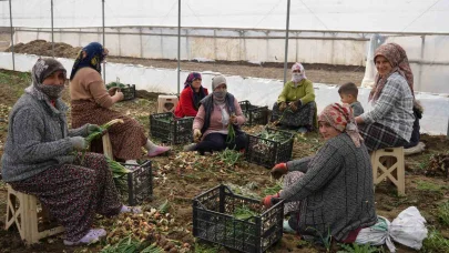 Doğu illeri karla mücadele ederken Iğdır’da seralarda üretim yapılıyor