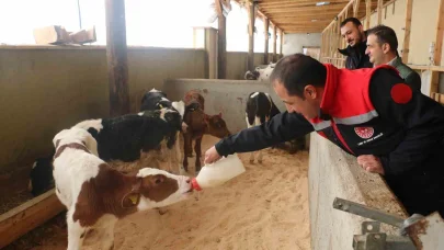 Erzincan’da büyükbaş hayvan işletmelerine arilik incelemesi