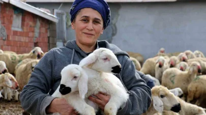 Erzincan’da koyun ve kuzuların coşkulu buluşması