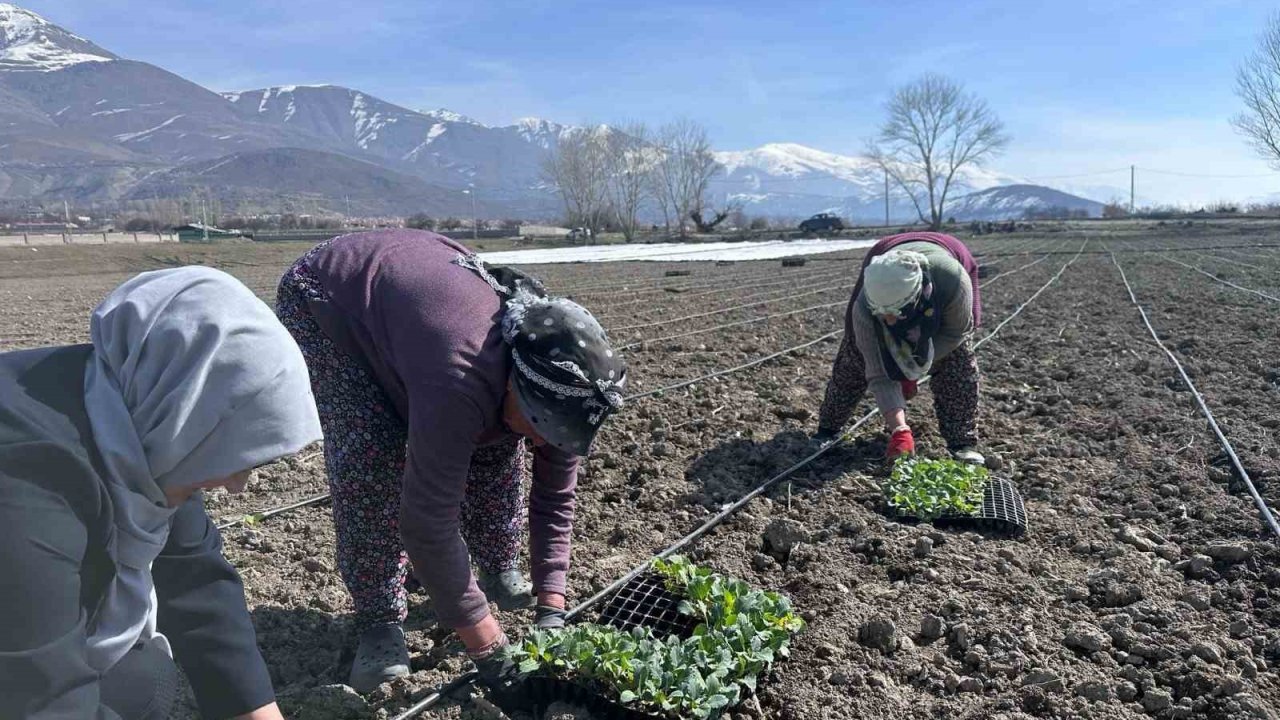 Erzincan’ın yerli ürününde ilk fideler toprakla buluştu