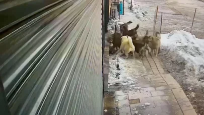 Hakkari’de köpeklerin kurda saldırdığı anlar kamerada