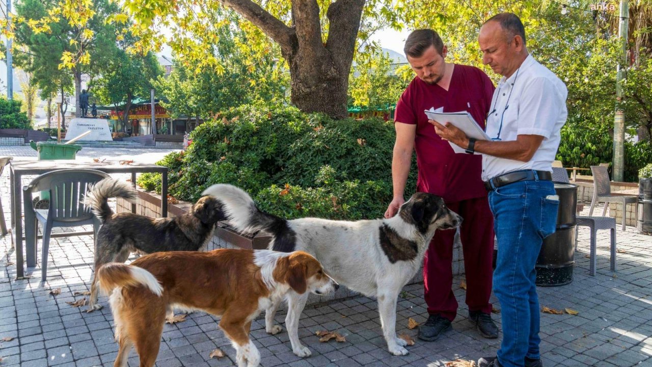 İzmir'de 11 ilçede 15 bin sahipsiz köpek tespit edildi