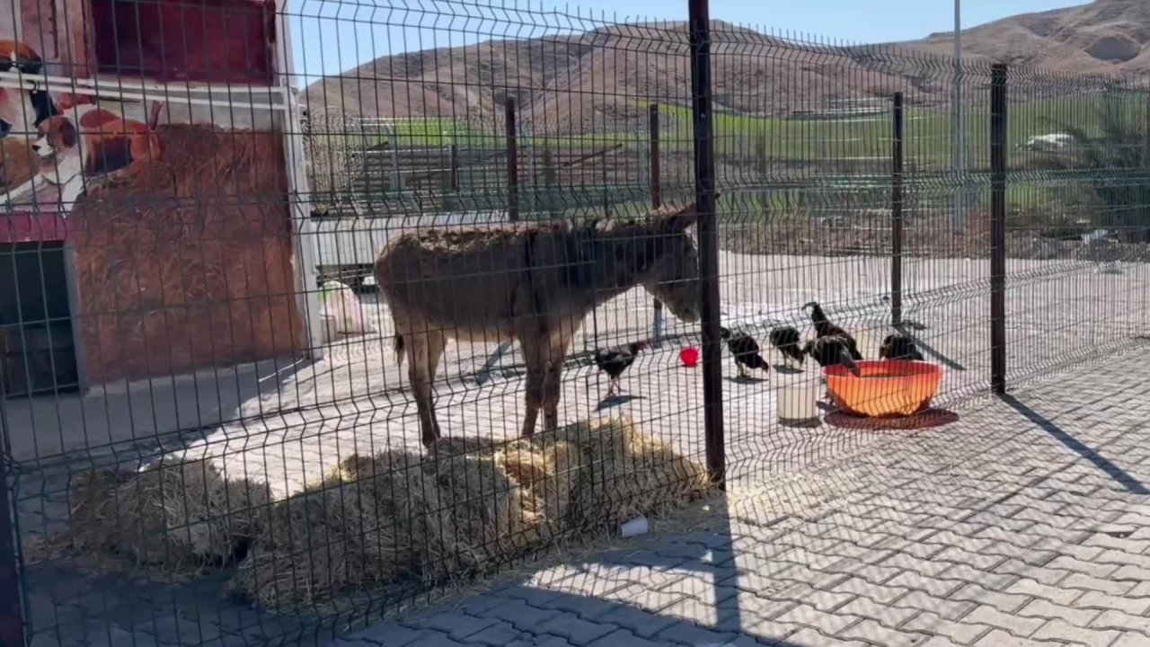 Şehir merkezinde yaralı bulunan eşek Adıyaman Belediyesi'nde tedavi ediliyor