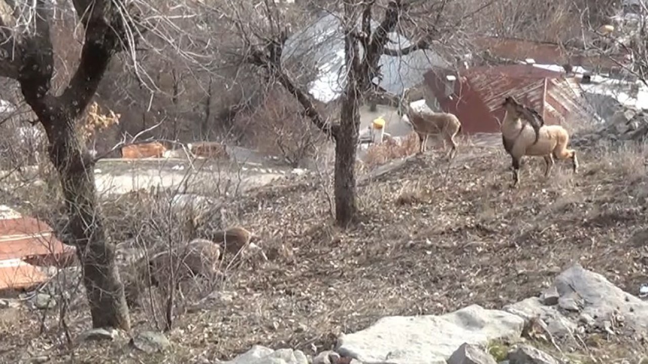 Tunceli’de, koruma altındaki yaban keçileri yerleşim yerlerine kadar indi