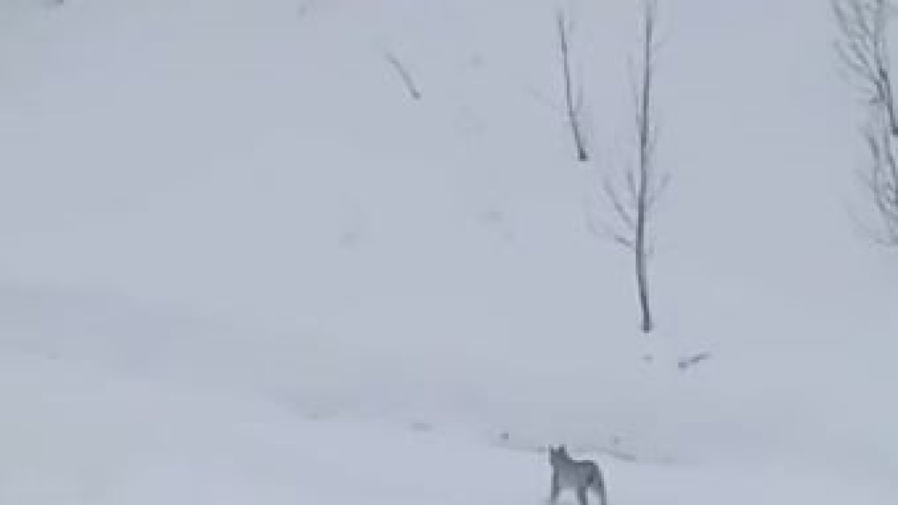 Vaşaklar karlı arazide görüntülendi