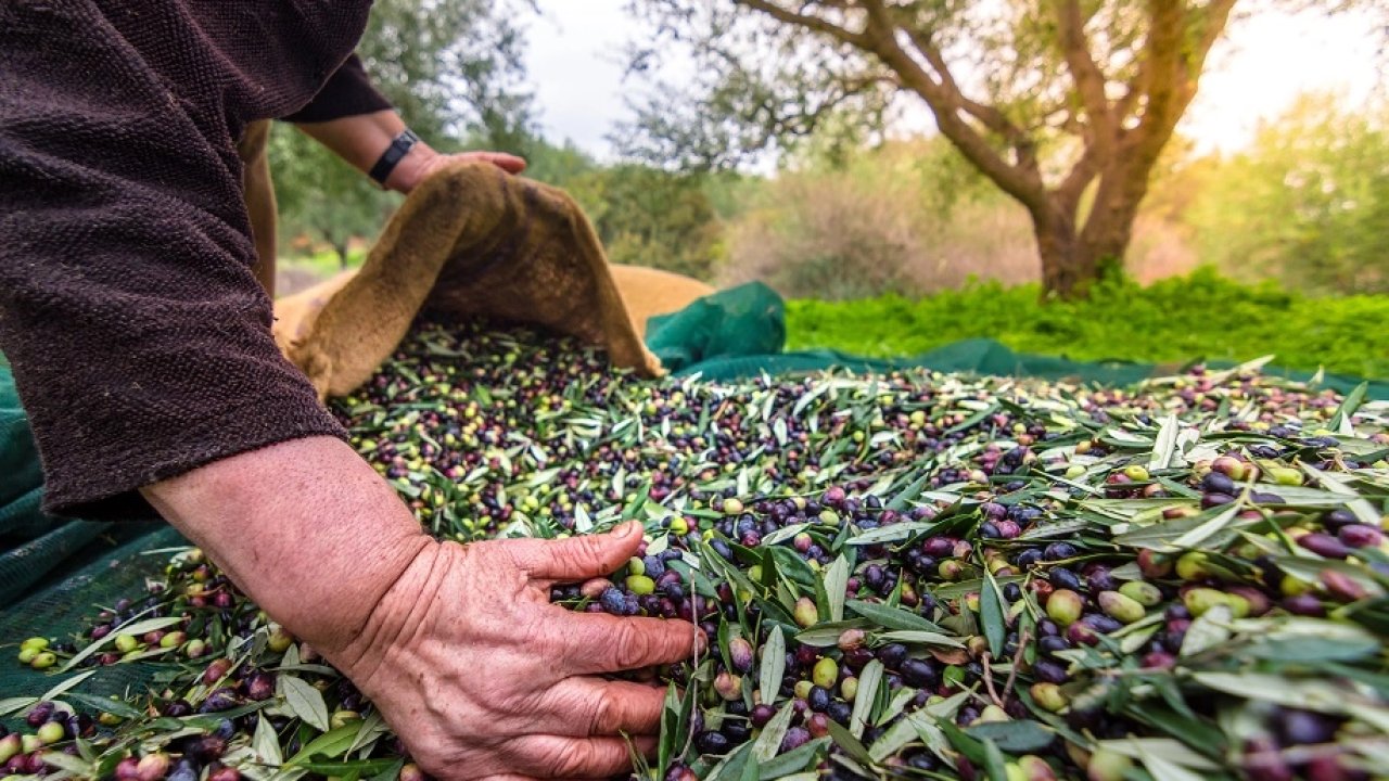 Türkiye’nin zeytin ve zeytinyağı mirası fotoğrafla geleceğe taşınıyor